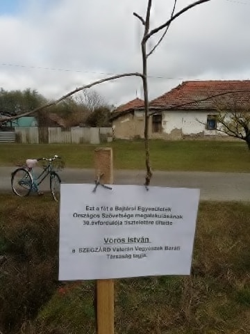 a Vörös István tagunk által, a község polgármestere támogatásával ültetett emlékfa, Rém 2019.11.07. 